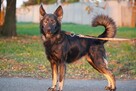 Tolka czeka na wymarzony dom! - 3