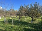 Przemyśl // Działka nad Sanem // 10 arów // Galeria Sanowa - 11