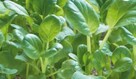 Sałata kapusta egzotyczna Tatsoi Pac choi Mizuna rzymsświata - 10