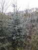 świek srebrny - 4