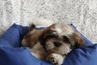 Szczenięta shih-tzu - 4