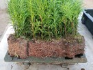 Tuja Smaragd około 15-22 cm dwuletnia sadzonka szmaragd, goł - 4