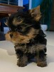 Yorkshire terrier - 8