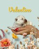 Bichon frise do rezerwacji. - 2