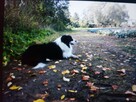 Border Collie szczeniaki - 14