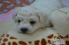Bichon frise do rezerwacji. - 3