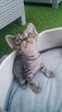 kocurek Devon Rex - 9
