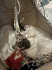 kocurek Devon Rex - 15