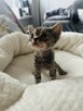 kocurek Devon Rex - 14
