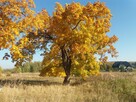 Działka inwestycyjna Kowalewo gm. Szemud, Wiśniowa - 2