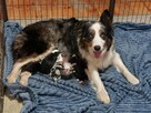 Border Collie szczeniaki - 13