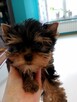 Yorkshire terrier - 2