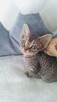 kocurek Devon Rex - 10