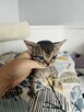 kocurek Devon Rex - 13