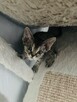 kocurek Devon Rex - 12