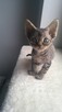 kocurek Devon Rex - 11
