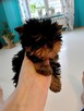 Yorkshire terrier - 3