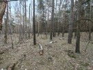 Działka budowlana Ruda-Bugaj gm. Aleksandrów Łódzki, Mała - 12