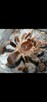 Pelinobius muticus L3 - 2