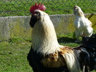 Jajka lęgowe faweroli łososiowej - 3
