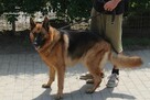 Kora szuka kochającego domu - 2