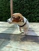 Jeden samiec i dwie suczki Jack Russell - 6