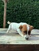 Jeden samiec i dwie suczki Jack Russell - 5