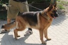 Kora szuka kochającego domu - 4