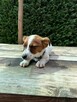 Jeden samiec i dwie suczki Jack Russell - 4