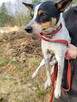 Antoś do adopcji - 2