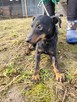 Kola do adopcji - 6