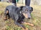 Kola do adopcji - 4