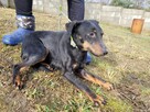 Kola do adopcji - 5