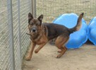 Owczarek Rasti do adopcji - 4