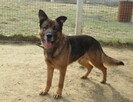 Owczarek Rasti do adopcji - 3