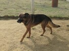 Owczarek Rasti do adopcji - 5