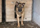 Owczarek Rasti do adopcji - 2