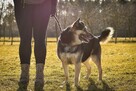 Matis-cudowny średniej wielkosci pies do adopcji - 5