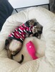 kocurek Devon Rex - 7