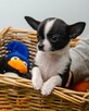 CHIHUAHUA po Championach, Rodowód FCI, okolice W-wy - 4