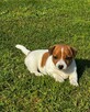 Jeden samiec i dwie suczki Jack Russell - 7