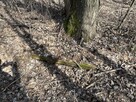 Działka o pow. 2,08 ha w m. Kawęczyn gm. Ciepielów - 8