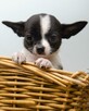 CHIHUAHUA po Championach, Rodowód FCI, okolice W-wy - 2