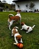 Jeden samiec i dwie suczki Jack Russell - 4
