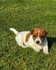 Jeden samiec i dwie suczki Jack Russell - 3