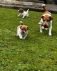 Jeden samiec i dwie suczki Jack Russell - 5