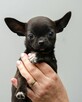 CHIHUAHUA po Championach, Rodowód FCI, okolice W-wy - 5