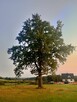 Sprzedam działkę siedliskową Rokity Pomorskie - 2