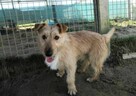 Mały, delikatny KREMUŚ szuka domu !! Do adopcji !! - 2