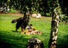 Wesoły MacGyver czeka na swojego człowieka - 4
